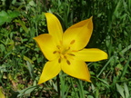 Tulipa sylvestris,cult: a lully-07:04:11 (5)
