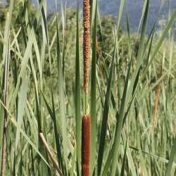 Typha