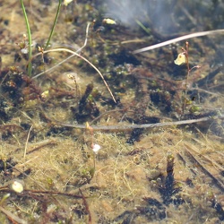 Utricularia