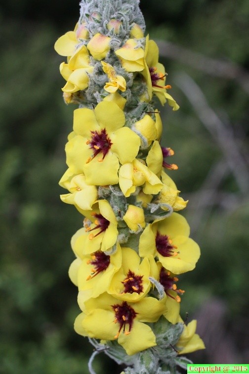 Verbascum maiale-Chabries-06:05:2014 (2)