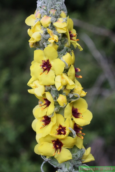 Verbascum maiale-Chabries-06:05:2014 (2)