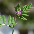 Vicia angustifolia , Lully 30:04:11