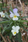 Viola arv: ssp: tricolor-a Lully-14:09:2013