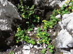 Viola biflora et Cystopteris fragilis-creux de lapiaz -1900m:- Soudine-12:07:10: