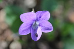 Viola riviniana, a Chilly-25:04:2013