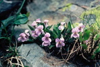 Viola thomasiana, Vormy, Le Reposoir-06:07:1983