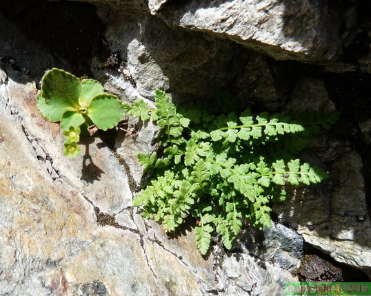 Woodsia alpina, Aiglle rouges, sect: col glières-a 2270m: Cham: le20:08:2013