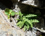 Woodsia alpina, Aiglle rouges, sect: col glières-a 2270m: Cham: le20:08:2013