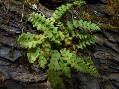 Woodsia alpina du Chatelard-Passy-19:07:2014 (2)