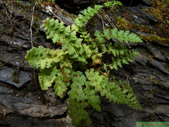 Woodsia alpina du Chatelard-Passy-19:07:2014 (2)