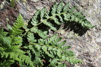 Woodsia ilvensis, station n: 2-Les Houches-08:08:2014 (2)