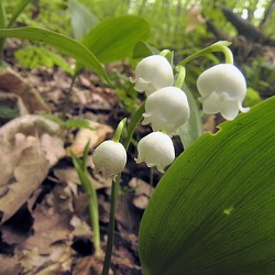 Convallaria (nouveau)