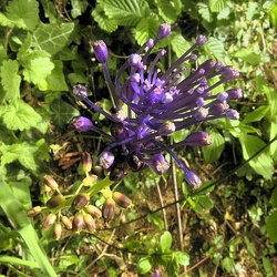 Muscari (ancien)