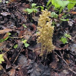 Neottia
