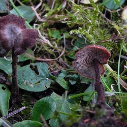 Genre Auriscalpium