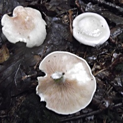 Genre Clitopilus