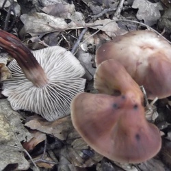 Genre Gymnopus