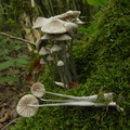 Mycena galericulata