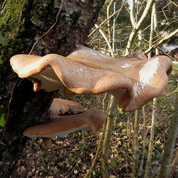 Genre Piptoporus