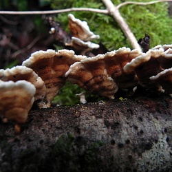 Genre Plicaturopsis