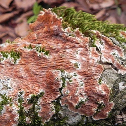 Genre Steccherinum