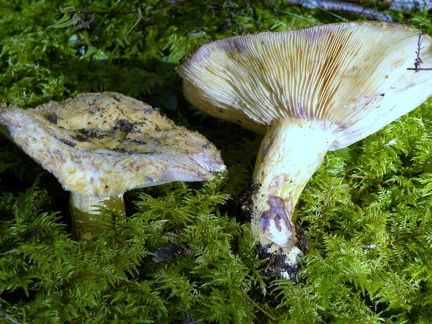 Lactarius repraesentaneus