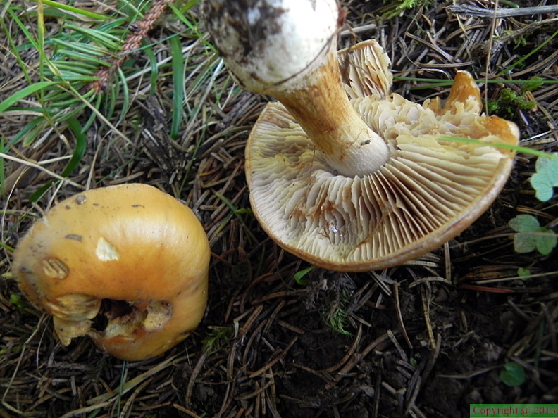 Cortinarius multiformis ?