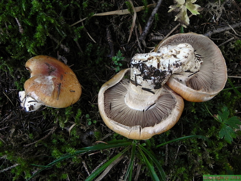 Cortinarius multiformis ?