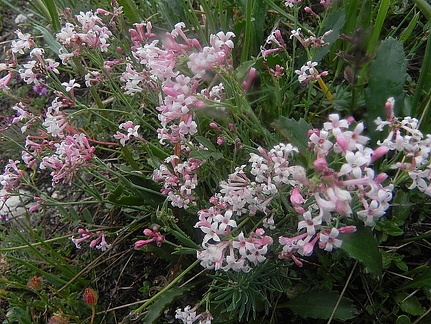 Asperula aristata