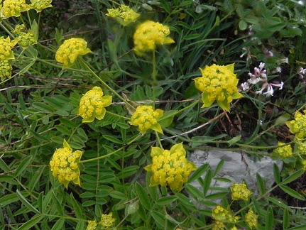 Bupleurum ranunculoides