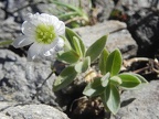 Cerastium latifolium