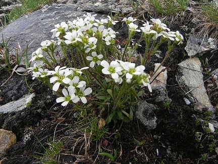 Saxifraga androsacea