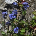 Veronica alpina
