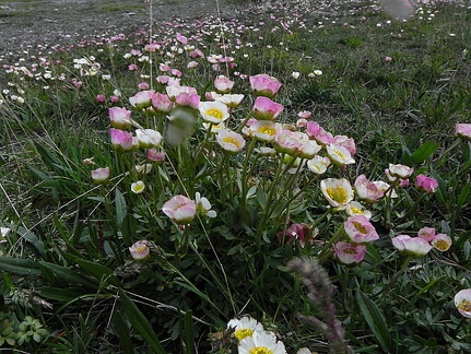 Ranunculus glacialis