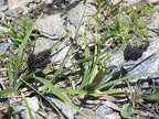 Carex parviflora