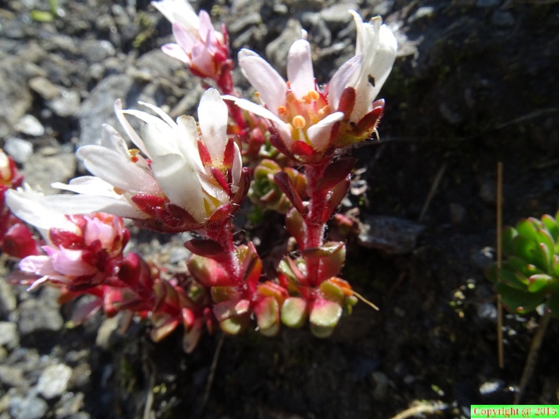 Saxifraga biflora