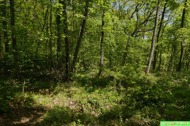 11-Chênaie acidophile,Forêt de Thon.-Parc. 14-D.Jord.-05.05.2017