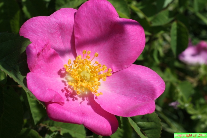 12-Rosa gallica, cult. a Lully-02.06.2014 (3).JPG