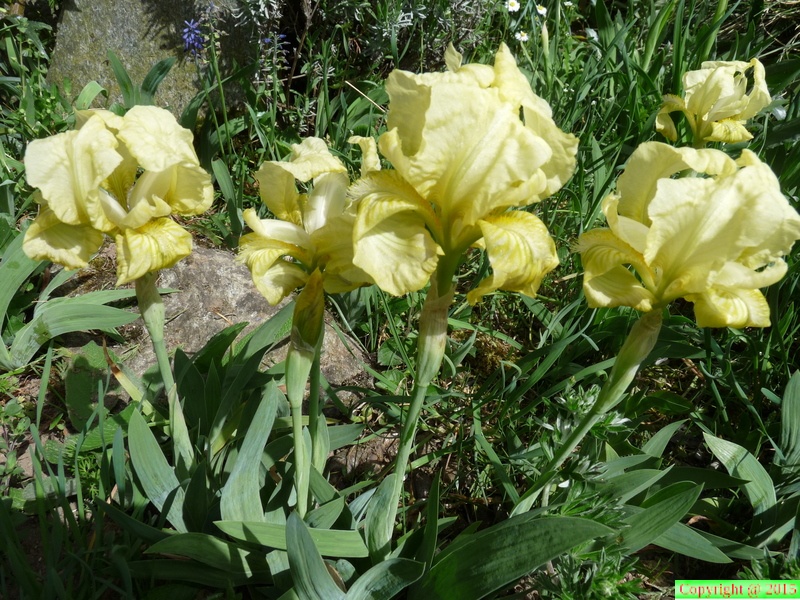 20-Iris lutescens,cult. a lully-10.04.11