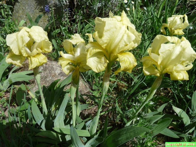 20-Iris lutescens,cult. a lully-10.04.11.JPG