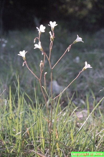 29-Saxifraga granulata (vouan)