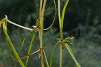 54-Zannichellia palustris, Dranse à la vignette-D.Jord.-22.09.2017 (2)