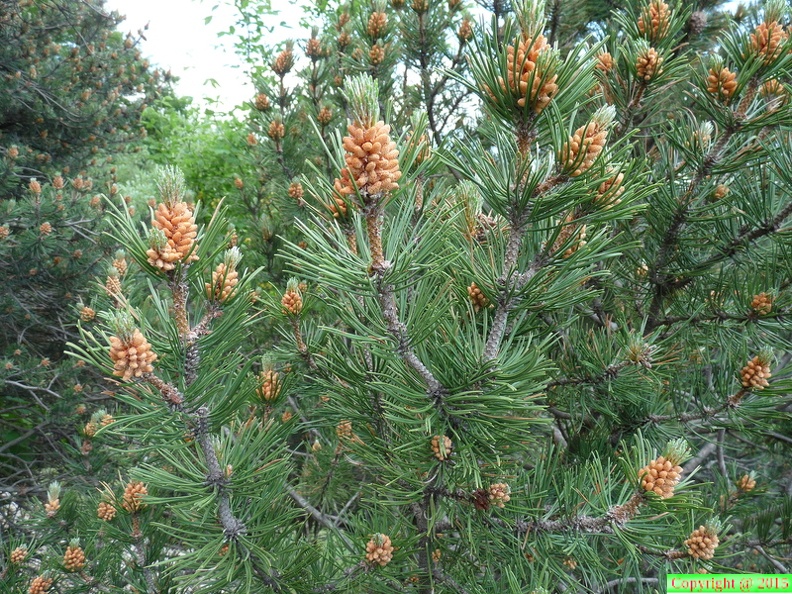 65-Pinus montna-Salève-Bossey-DJ.27.05.09..JPG