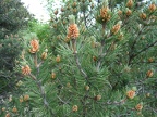 65-Pinus montna-Salève-Bossey-DJ.27.05.09.