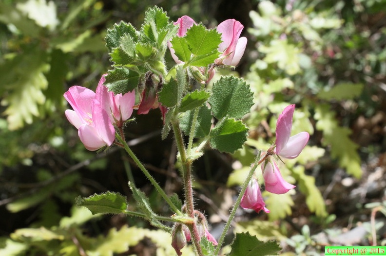 74-Ononis rotundifolia, Ntre Dame du Laus-07.05.2014 (2).JPG
