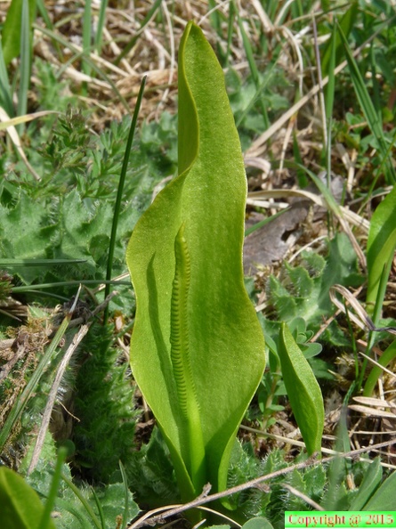 86-Ophioglossum vulgatum-St G. sur Rhone-06.04.2012.JPG
