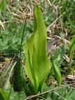 86-Ophioglossum vulgatum-St G. sur Rhone-06.04.2012
