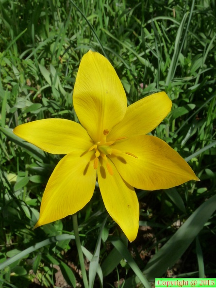 88-Tulipa sylvestris,cult. a lully-07.04.11 (4).JPG