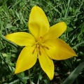 88-Tulipa sylvestris,cult. a lully-07.04.11 (4)