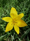 88-Tulipa sylvestris,cult. a lully-07.04.11 (4)